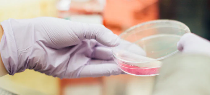 close up of petri dish in lab